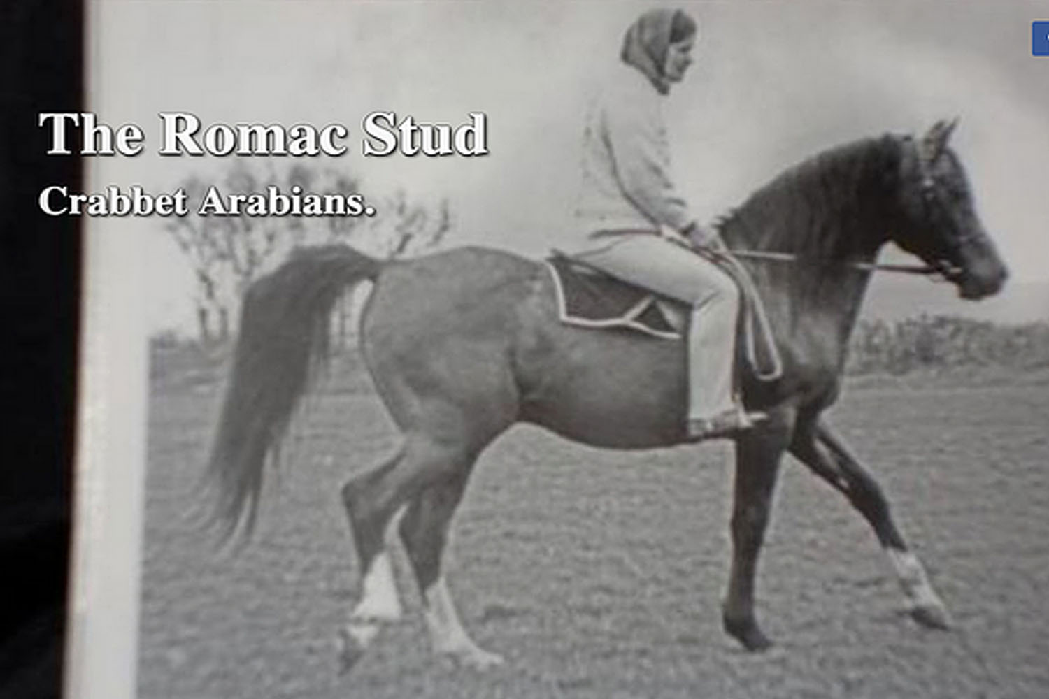 Romac Stud - Endurance Stallions